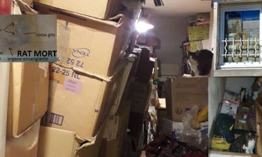 Un chat n'est pas une valise! Libérer 4 chats d'un studio transformé en entrepôt!