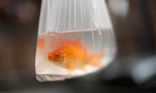 Poisson rouge, foires, kermesses : faire respecter la loi, la vie