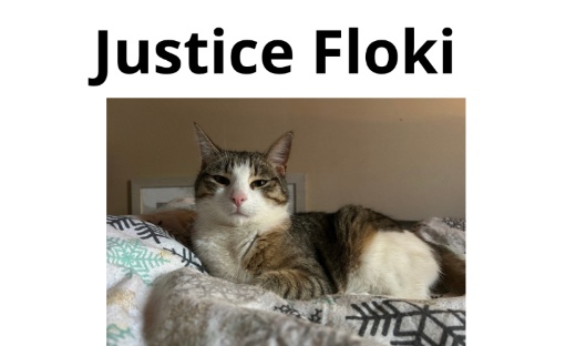 Justice pour Floki percuté par une voiture !