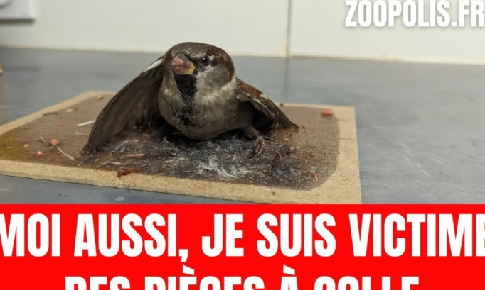 Pour que le Leclerc Béziers Montimaran ne vende plus de pièges à colle