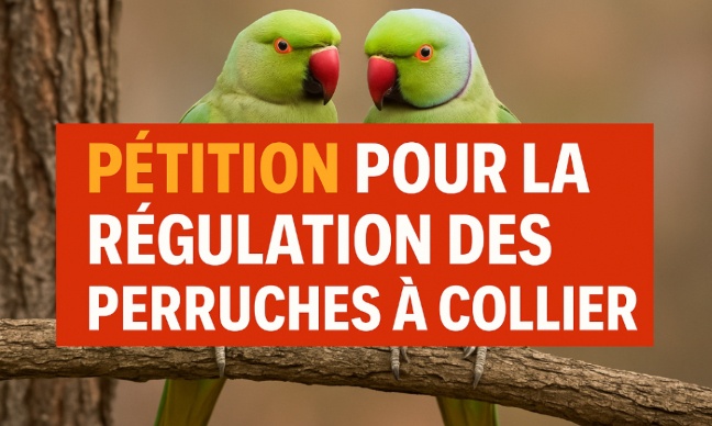 Pour la régulation des perruches à collier dans notre commune – Sauvons la biodiversité