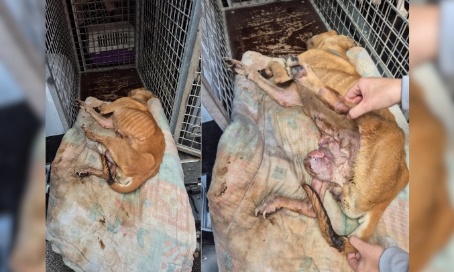 Justice pour la chienne retrouvée squelettique et à l’agonie !