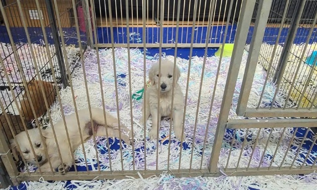 Pour une règlementation stricte de la vente d'animaux...