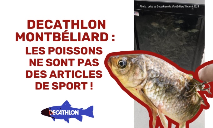 Decathlon Montbéliard : les poissons ne sont pas des articles de sport !