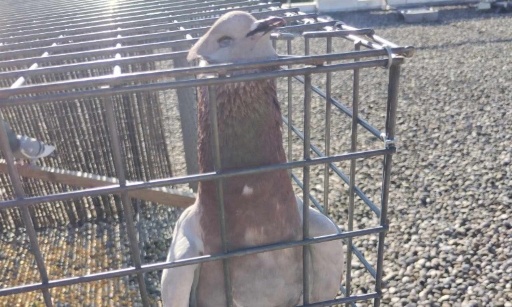 Exigeons le retrait du piège à pigeons à Fontaine-sur-Saône !