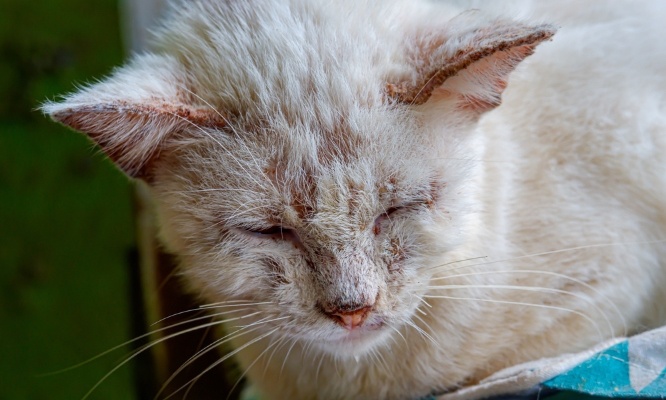 Libérez Mowgli ! Pour une fin de vie animale digne