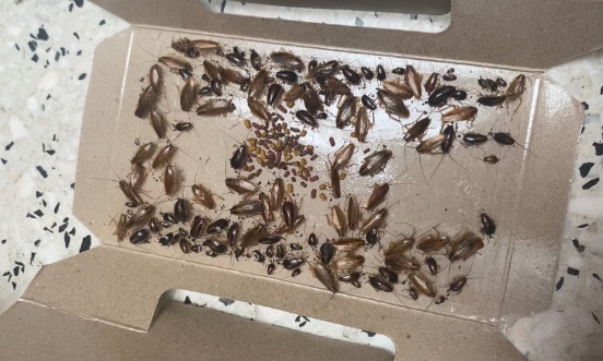 Stop à l'envahissement de cafards dans nos logements