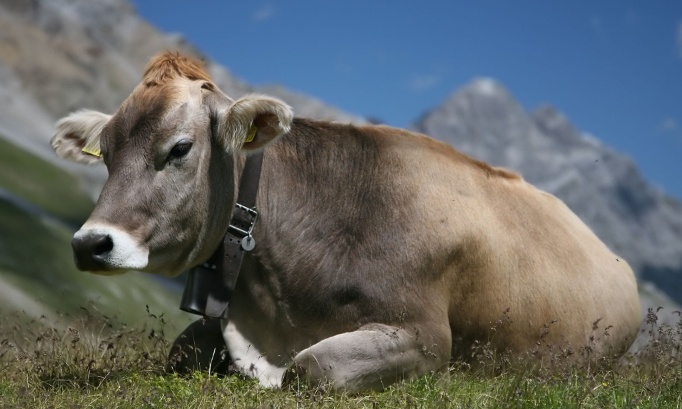 Urgent : sauvons le boeuf Anton échappé de l’abattoir, il mérite de vivre agissons !