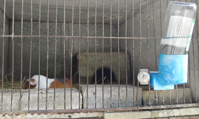 Non aux animaux à la ferme “pédagogique” municipale du Forezan à Cognin !