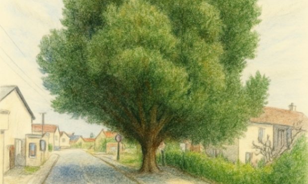 Sauvons notre chêne vert !!