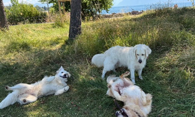 Liberté pour les chiens au bord de la Venoge !