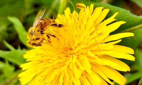 Sauvons les abeilles d’Aurillac : non à l’euthanasie injustifiée !