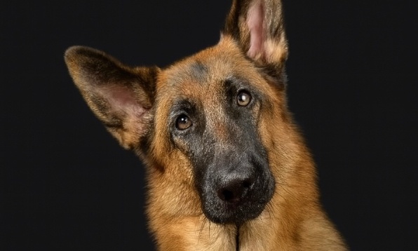 Justice pour Arès et pour tous les animaux victimes de négligence et de maltraitance en Belgique