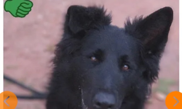 Rendons ce chien à son maître !