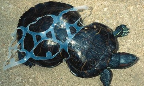 Une loi pour pénaliser tout rejet de plastique dans la nature