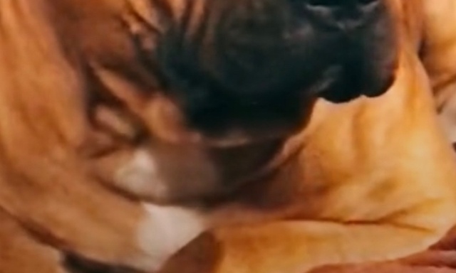 Stop au genocide de nos chiens de protection si gentil