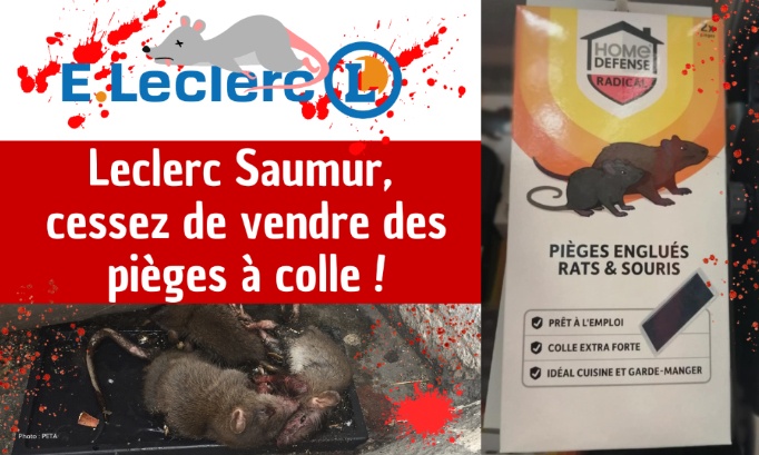 Leclerc Saumur, cessez de vendre des pièges à colle !