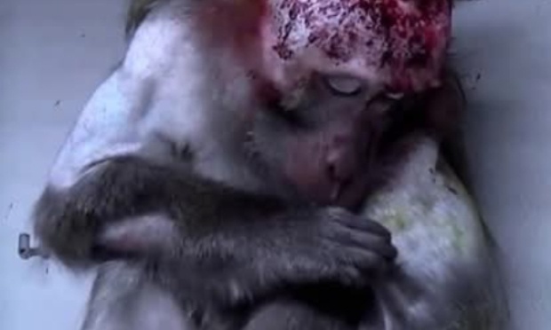 Les animaux doivent disposer des m&ecirc;mes droits que l'Humain notamment au droit a la Vie