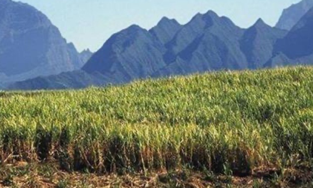 Avis des planteurs sur les propositions du CPCS (18 juillet 2025)