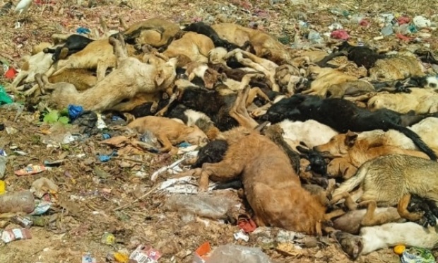Urgence contre le projet démoniaque et criminel d'élimination de tous les pauvres chiens SDF de la ville de Casablanca ! Appel à l'action internationale !
