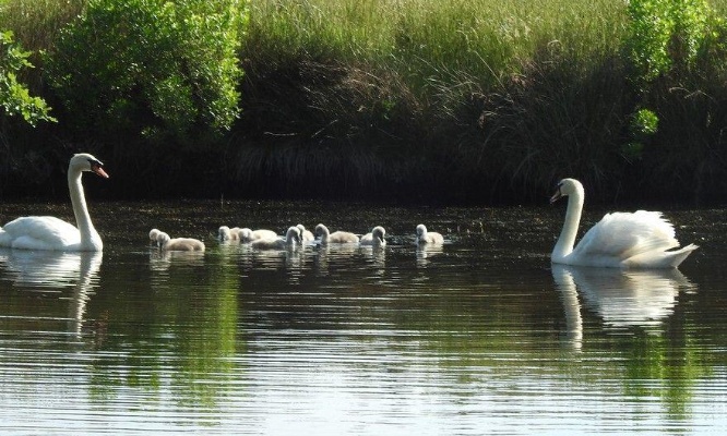 STOP AUX RODEOS NAUTIQUES SUR LA MARNE ENTRE LAGNY ET DAMPMART