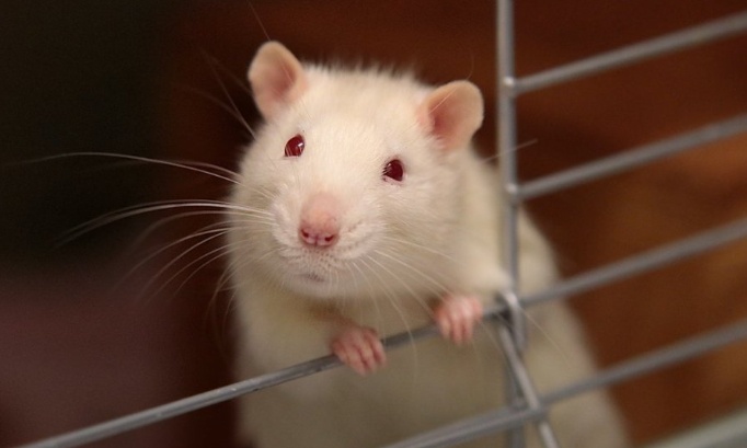 Pour l'nterdiction des expériences sur les animaux en France !!