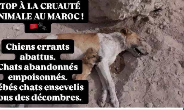 Pour la protection des animaux errants au Maroc : assez de cruauté