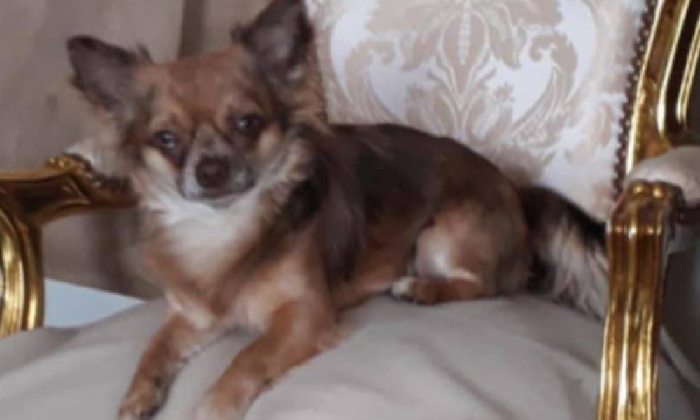 Justice pour Ulias chihuahua de 3 ans tuer par un am&eacute;ricain bully XL de 10 mois