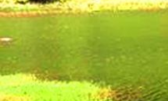 Pour l'arrêt des travaux aux alentours du lac Dzialandzé