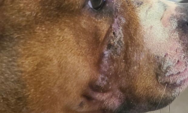 Stop &agrave; la cat&eacute;gorisation de certaines races de chiens alors que les veterinaires d&eacute;montrent cette grossi&egrave;re erreur