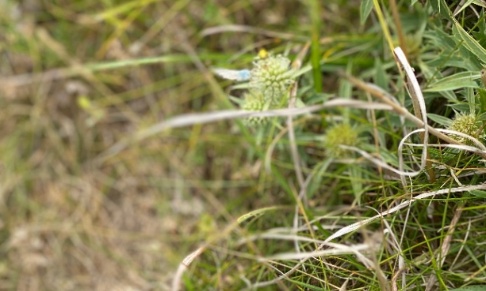Pour une professionnalisation de la chasse