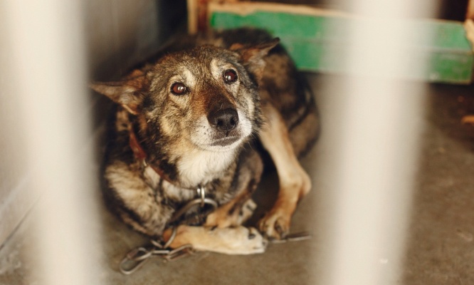 Chaque année, des milliers de chiens et chats sont tués : stop aux euthanasies de convenance !