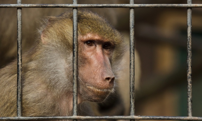 Justice pour les 12 babouins exécutés dans un Zoo !