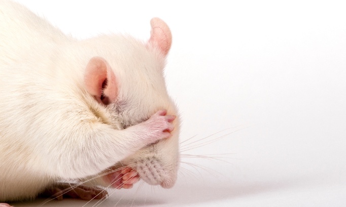 BRICO PLANIT et M. BRICO arrêtez la vente de pièges à colle pourtant interdits par la loi