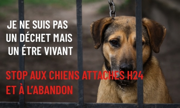 Faire voter une loi contre la maltraitance animale, pour protéger chiens, chats et animaux