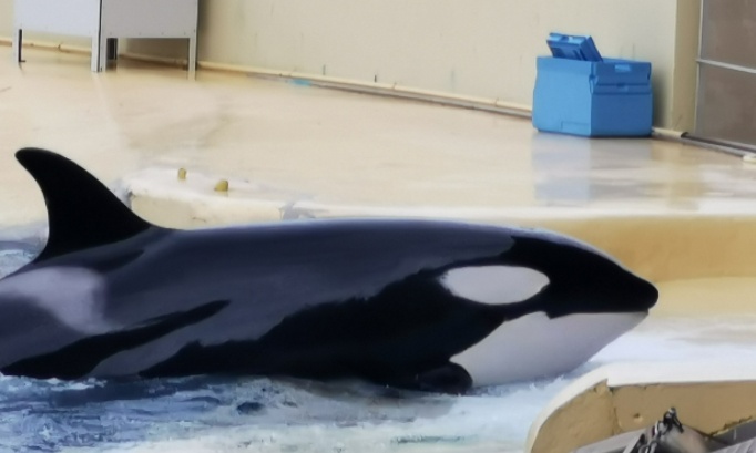 Prison pour les ecolos du Marineland qui onts fait fermez les soigneurs et soigneuses demende de remettre en &eacute;tat et en fonction et en activit&eacute; avec tous les animaux dauphins orques extra pour le bien &ecirc;tre des animaux la r&eacute;ouverture trop de cons&eacute;quences