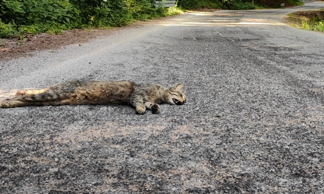 Stop aux prélèvements imbéciles et les carnages de la chasse