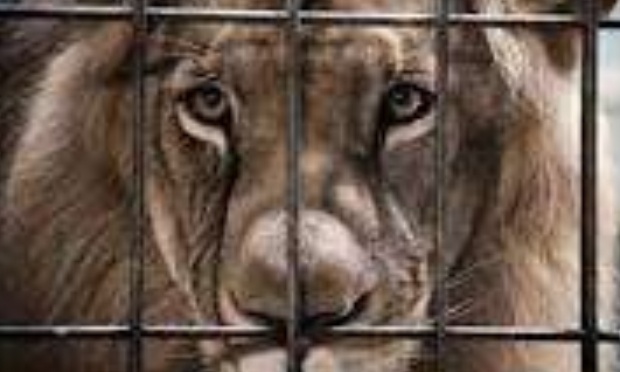 NON A LA GESTION BRUTALE DES ZOOS QUI EXECUTENT LEURS ANIMAUX