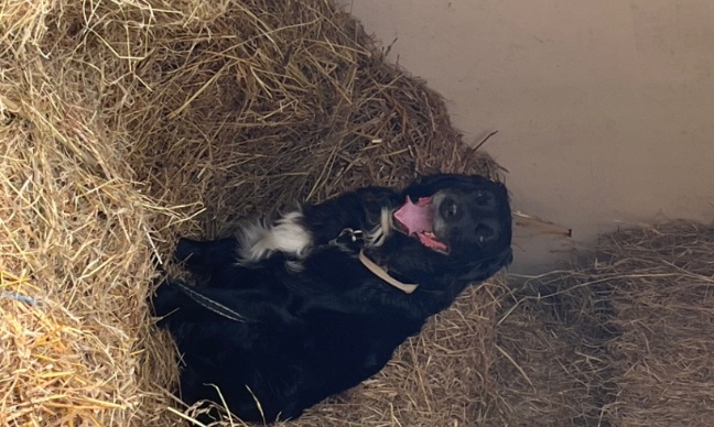 Stop aux canons &agrave; carbure!