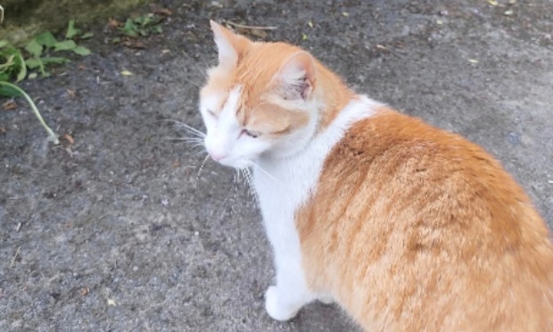 Sécurisons le Ravel de Court-St-Etienne pour nous et nos amis à 4 pattes