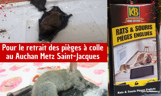 Pour le retrait des pièges à colle au magasin Auchan Metz Saint-Jacques