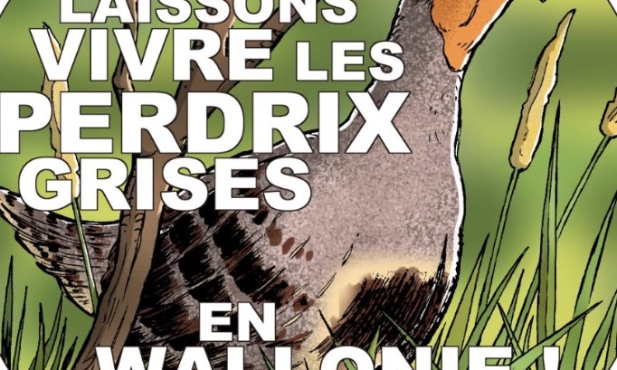 Protection des perdrix grises - Région Wallonne