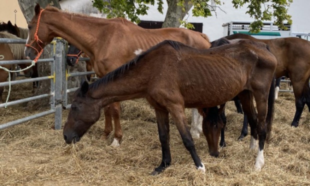 Stop à la cruauté dans les foires