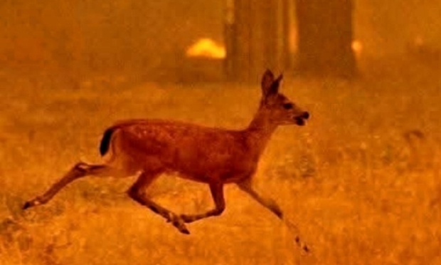 Suspension de 12 mois de la chasse suite aux incendies