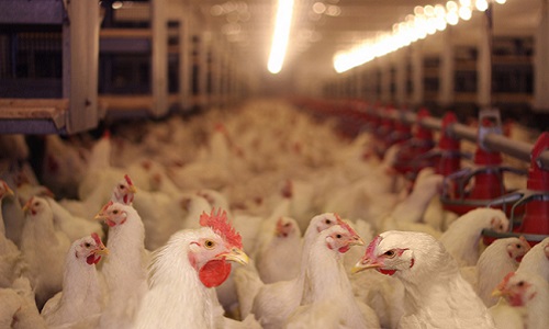 Stop au poulet au chlore en Nouvelle-Calédonie