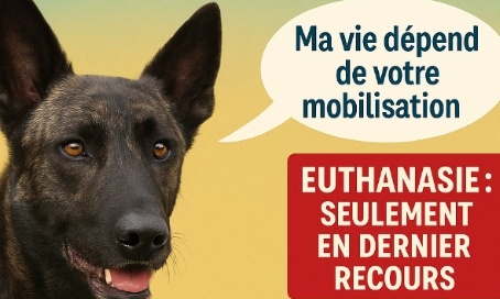 Alert the public authorities to the euthanasia of dogs in France!