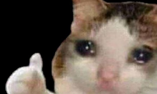 Sauver la famille de chats au camp Vend d’Est