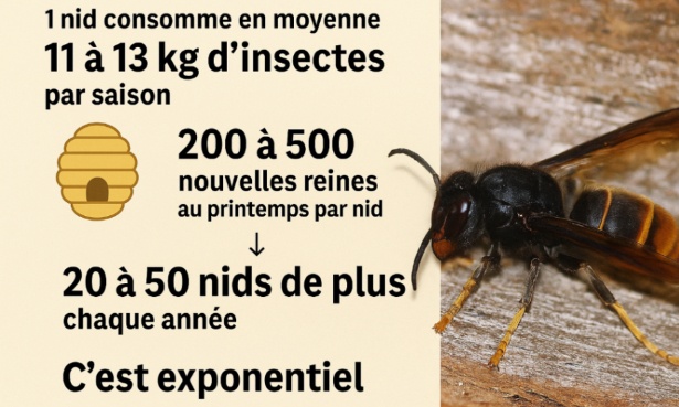 Pour la prise en charge des nids de frelons asiatiques dans les propriétés privées