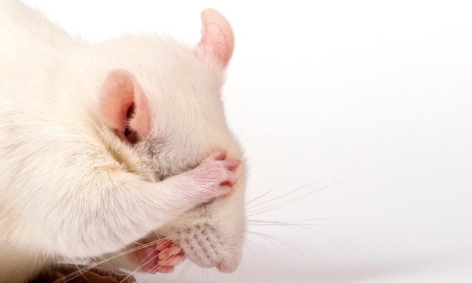 Signez contre les expérimentations immondes et discutables au niveau scientifique pratiquées en Belgique