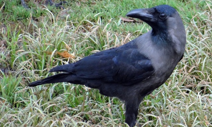 Non à l’abattage des corbeaux familiers à Mayotte : demandons des alternatives éthiques